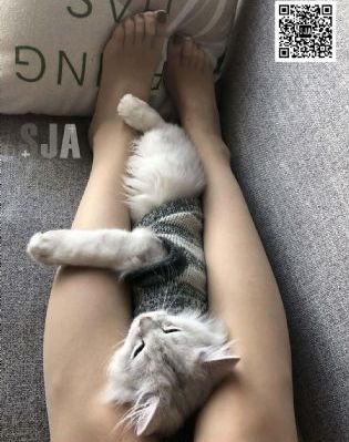 兔子先生第6季免费观看